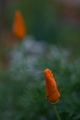 Mid Day Dew, Berkeley