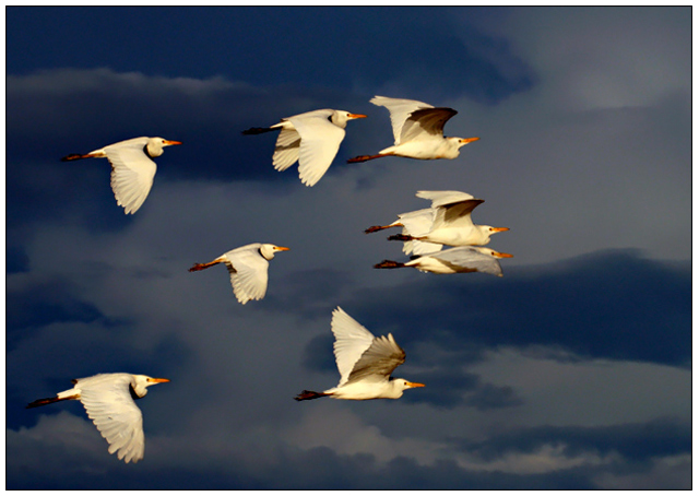 egrets