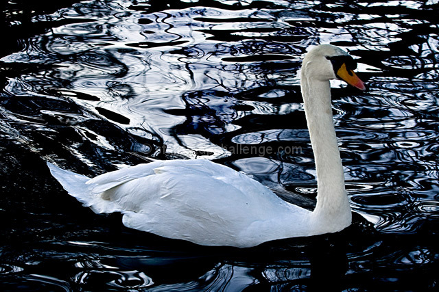 Floating White Beauty