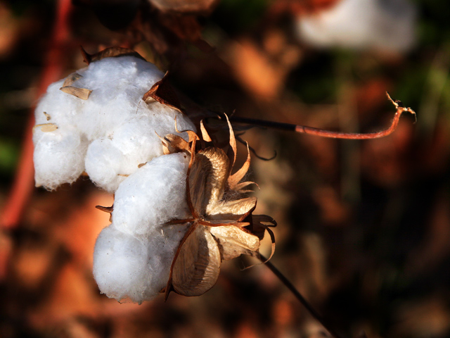 Cotton on the Vine