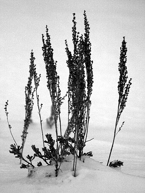The Dead  of  Winter