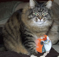 We are not a-mew-sed by a Cat's Meow Christmas