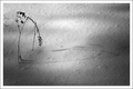 Twigs in Winter