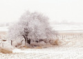 Frozen Landscape