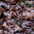 New Years Day Snow