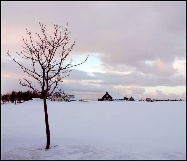 One Tree and Old Houses