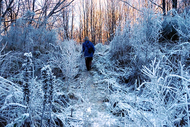 jack frost