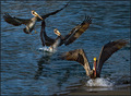 Coming in for a Splash Landing!!!