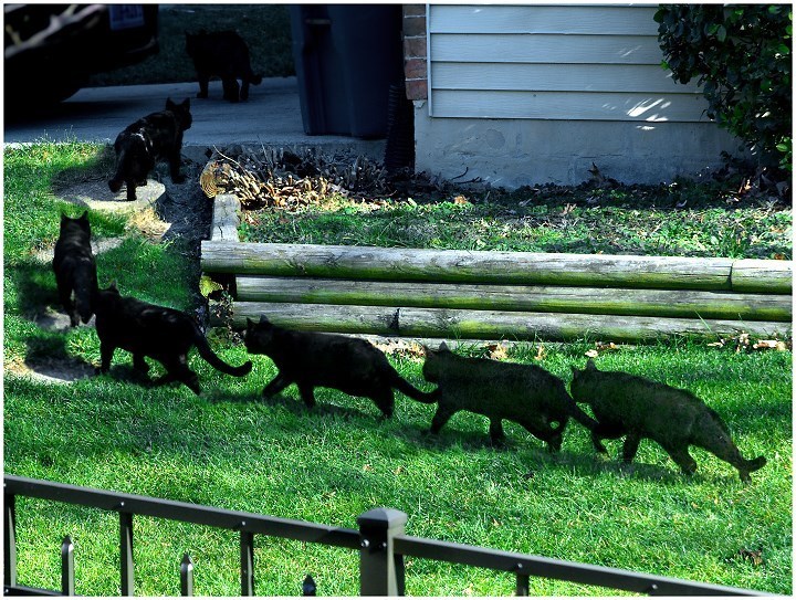 Stray Cat Slinking Into the Safety of the Shadows