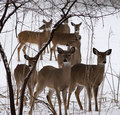 8 deer out