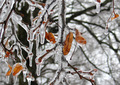 Crystalline Forest