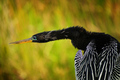 Anhinga