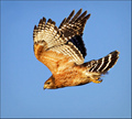 Raptor in Flight
