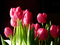 Tulips in the Sun