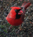 Cardinal 