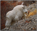 Mtn Goat in the Elkhorns