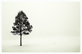 The Winter Tree