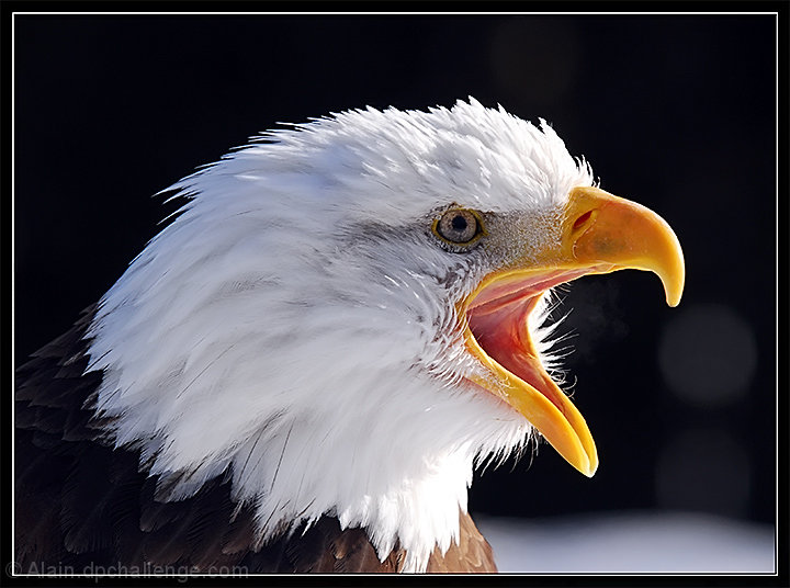 American Bald Eagle