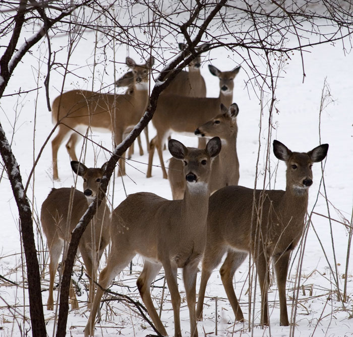 8 deer out