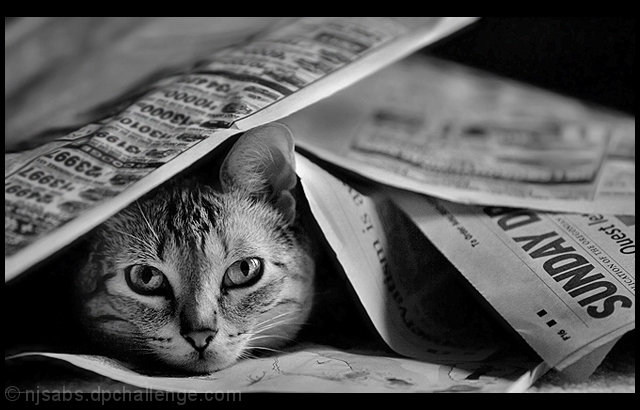 Sunday Morning Paper