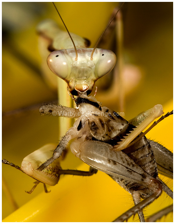 Anyone for cricket?