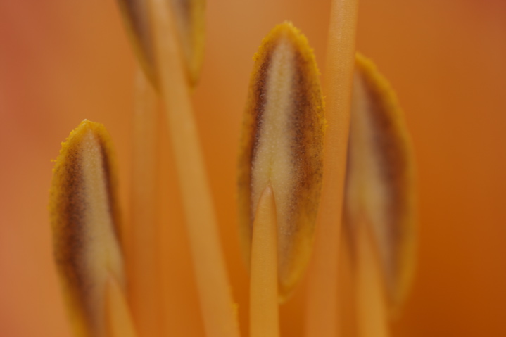 Flaming stamens