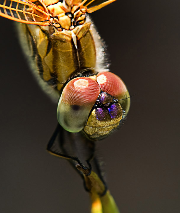 Dragonfly Season