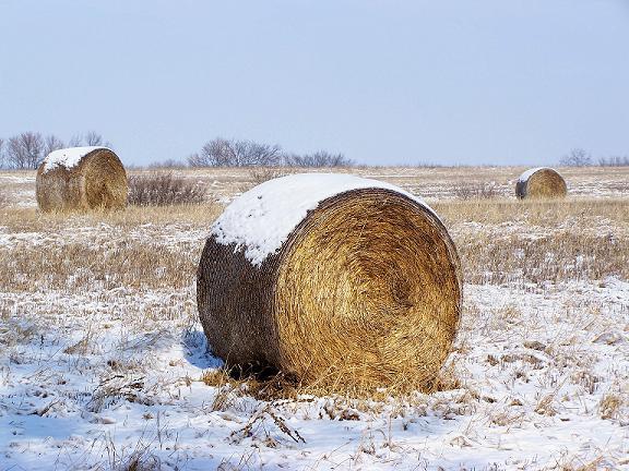 Hay Bales with the Snow