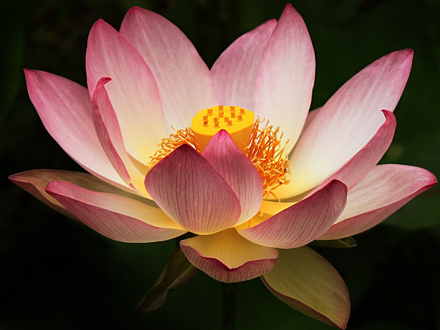 Pink Lotus Flower