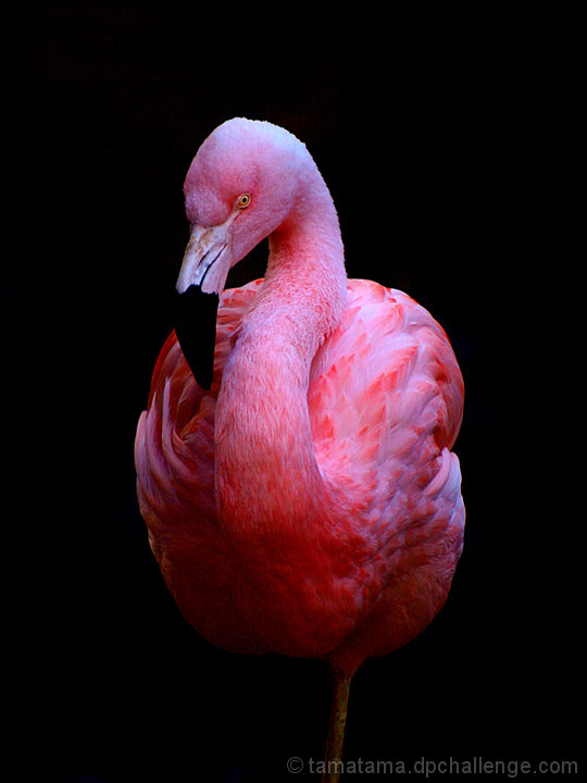 Flamingo