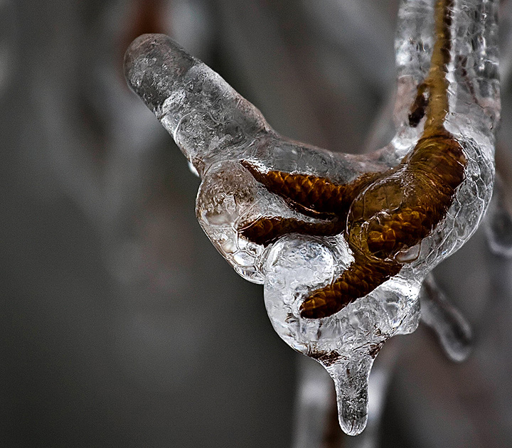 Ice Bound Seeds