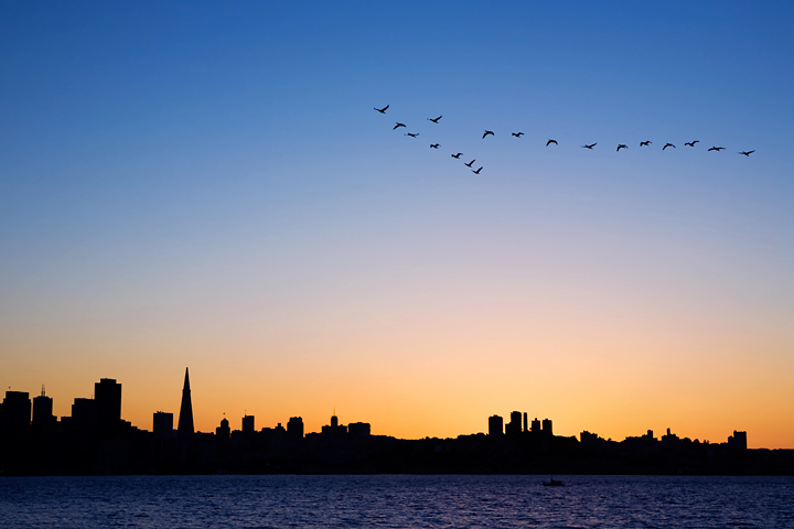 Twilight Flight