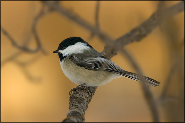 Black Capped Chicadee