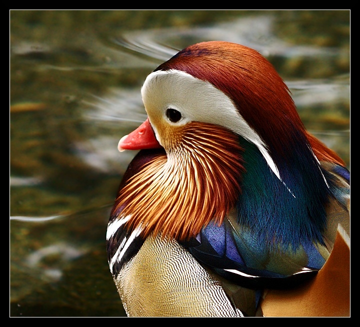 Meditative Mandarin