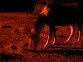 Ghost Horse of Mars