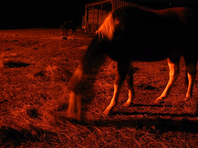 Ghost Horse of Mars