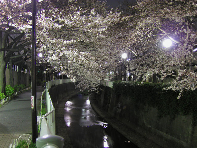 Takaido in Bloom