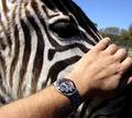 Zebra Time
