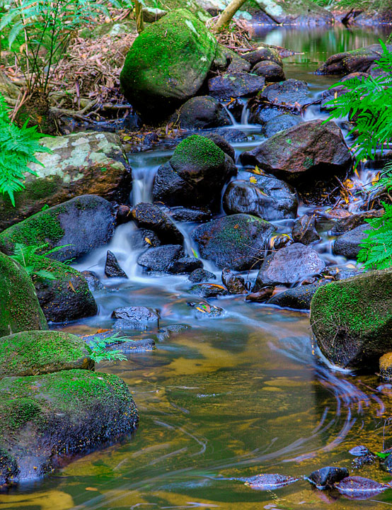 Sub-Tropical Rainforest Stream