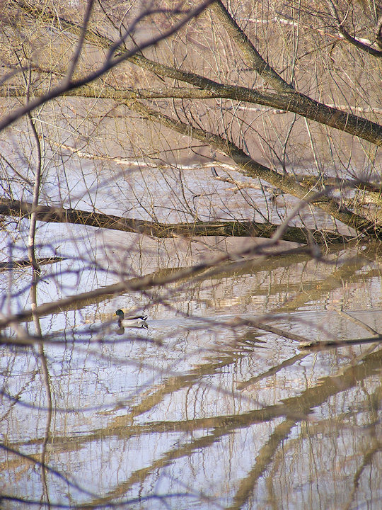 Le Mallard de Solitaire