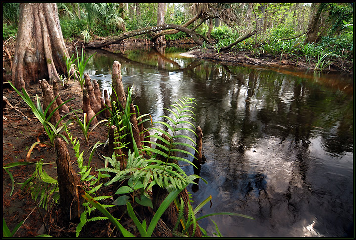 Cypress Kness on the Loxahatchee