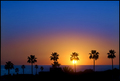 Palm Silhouettes