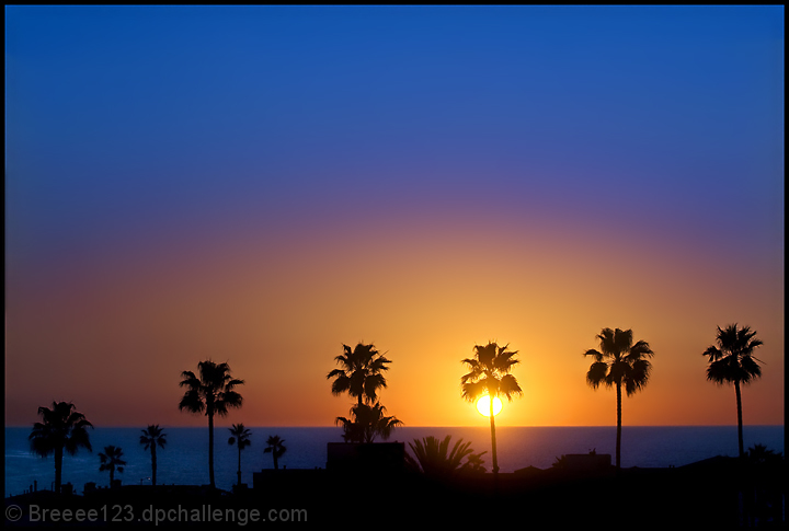 Palm Silhouettes