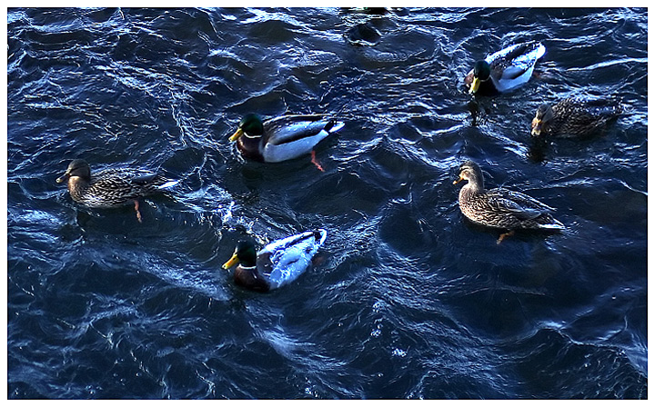 Six ducks