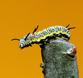 yellow...yellow...yellow....