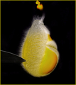 POP