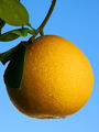 homegrown grapefruit... ahhh!