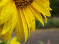 sunnydew