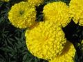 Big yellow flowers