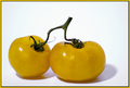 Immature Tomatoes 